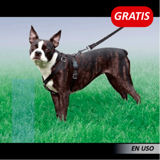 Collar y Correa para Perros