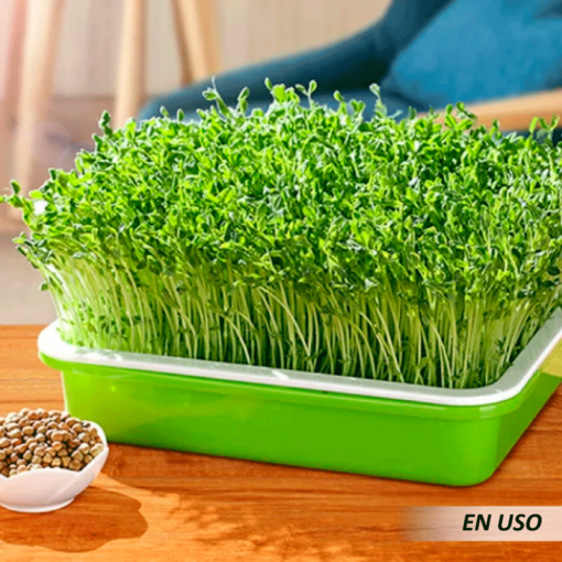 Bandejas de plástico para germinar semillas